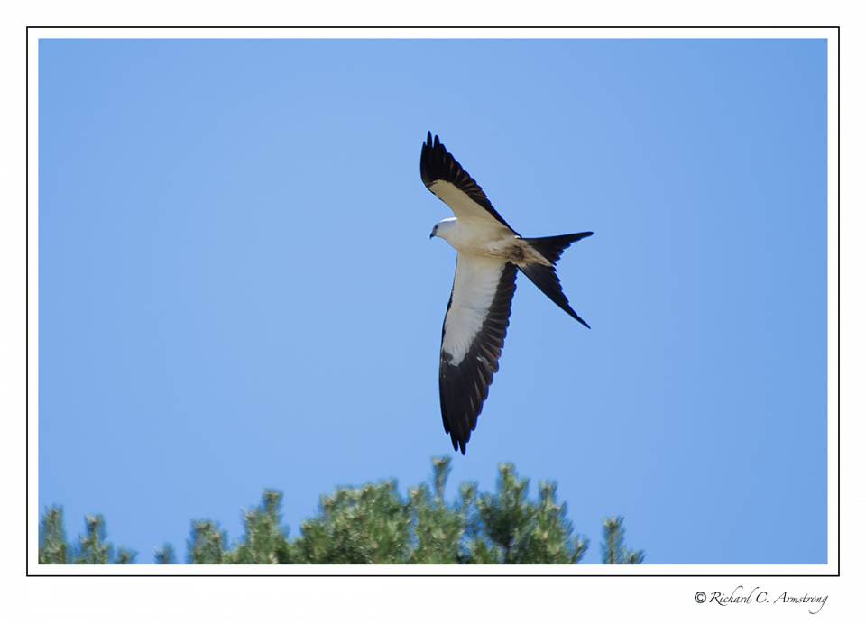 Swallow-tailed kite 1.jpg